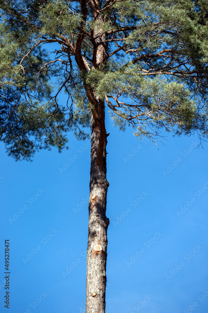 Fototapeta premium tree in the forest, nacka, sweden, sverige