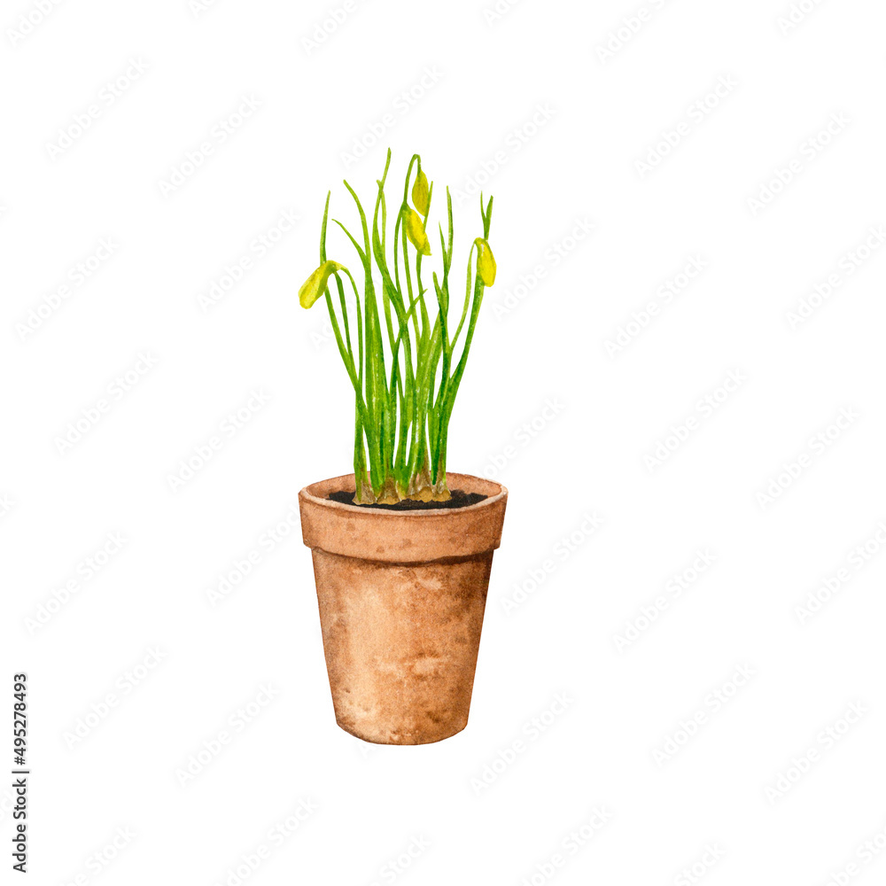 Garden plant in a clay pot. Spring flowers. Watercolor drawing for design of postcards, posters, textiles, stationery, labels, logos, fabrics. Garden plant in a clay pot. Spring flowers. Watercolor drawing for design of postcards, posters, textiles, stationery, labels, logos, fabrics.