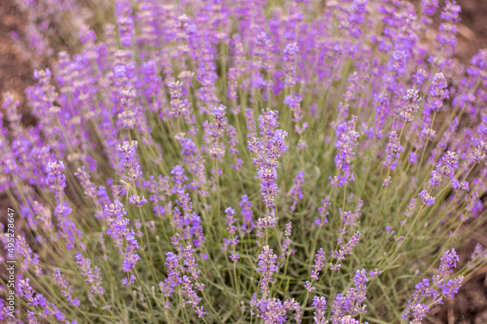 Lavender field