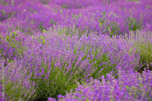 Lavender field