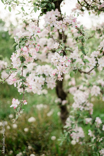 Spring Inspiration, nature in spring. Blooming apple tree at spring garden soft focus