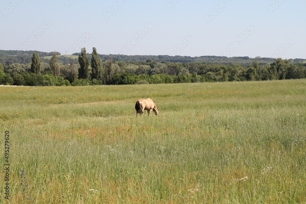 a horse with a long mane in a field against the backdrop of a forest and against the sky. a horse with a long mane in a field against the backdrop of a forest and against the sky.