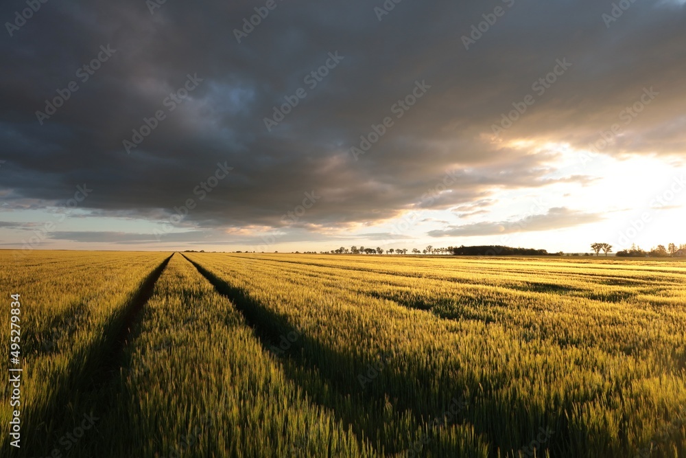 Spring sunrise over the field of wheat