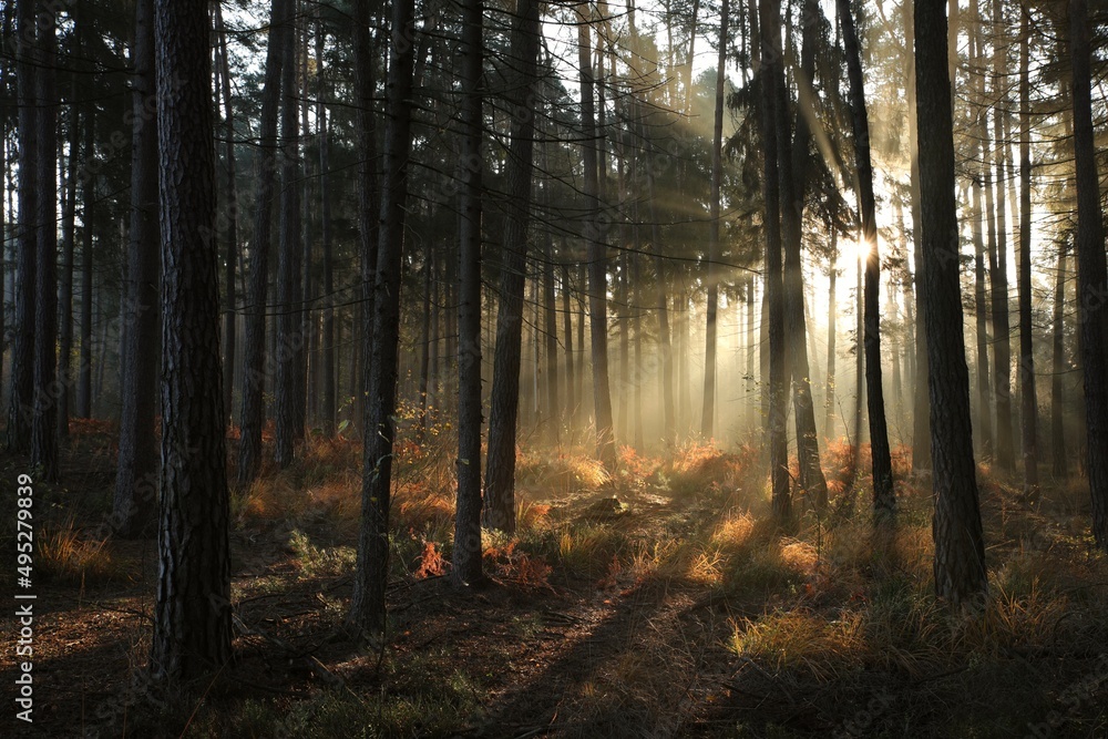 Sunrise in a misty coniferous forest
