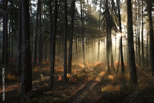 Sunrise in a misty coniferous forest © Aniszewski