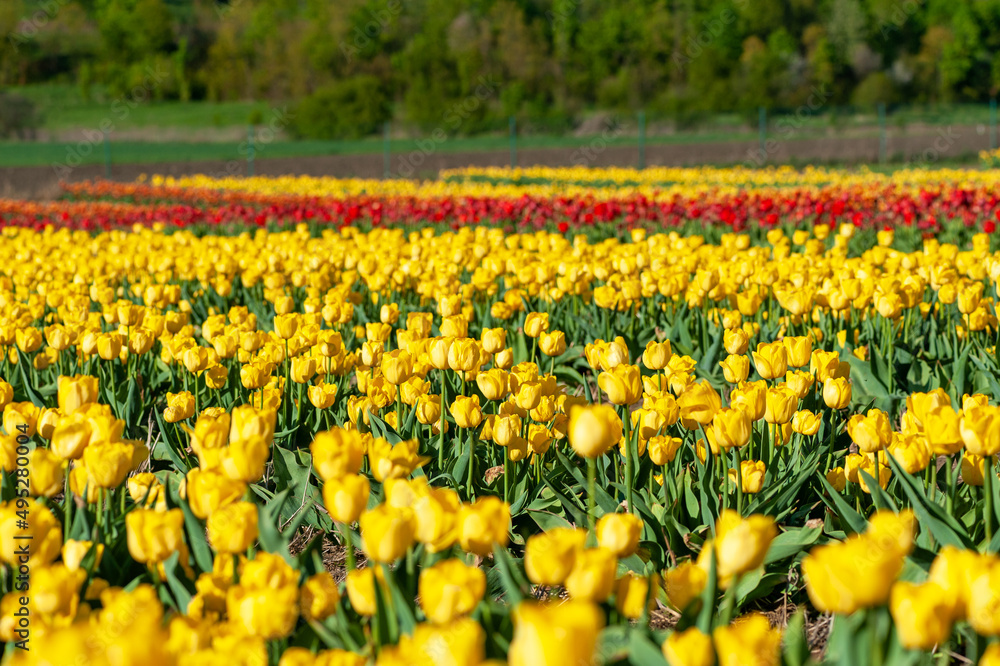 Blooming tulip fields. Bright spring floral background.