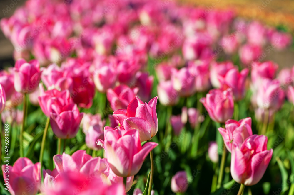 Blooming tulip fields. Bright spring floral background. Blooming tulip fields. Bright spring floral background.