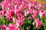 Blooming tulip fields. Bright spring floral background.