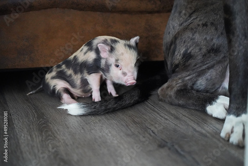 Fotografie, Obraz Great Dane - Boxer mix Floki and the little baby mini pig