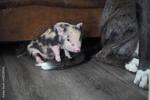 Fototapeta Great Dane - Boxer mix Floki and the little baby mini pig