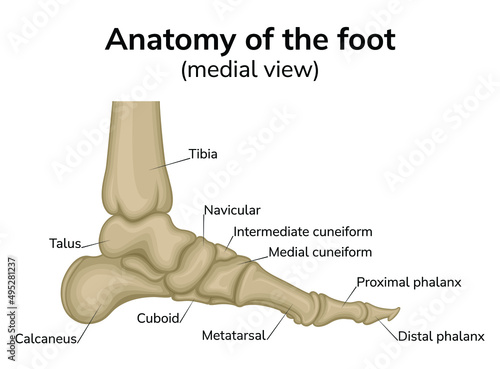 Foot anatomy illustration. Shown is a medial view of the bones of the foot