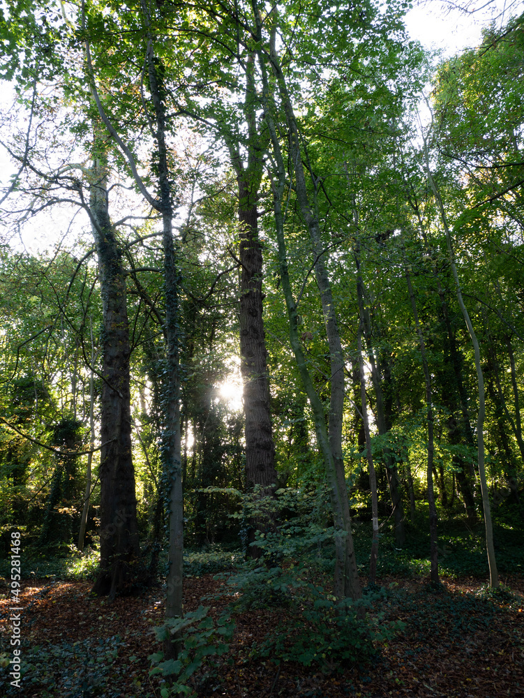 Obraz premium path in the forest