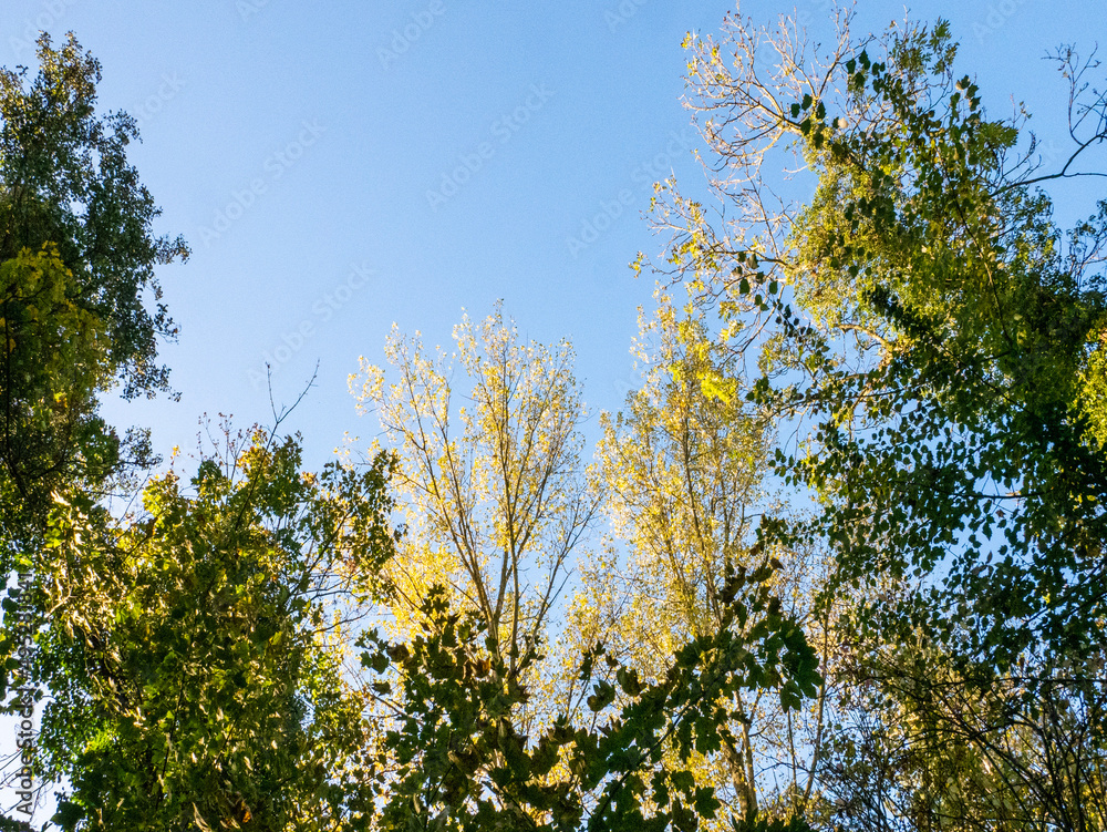 Obraz premium branches against blue sky