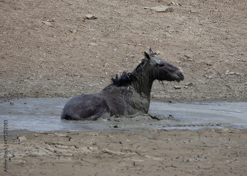 wild mustang horse cooling off with a mud bath