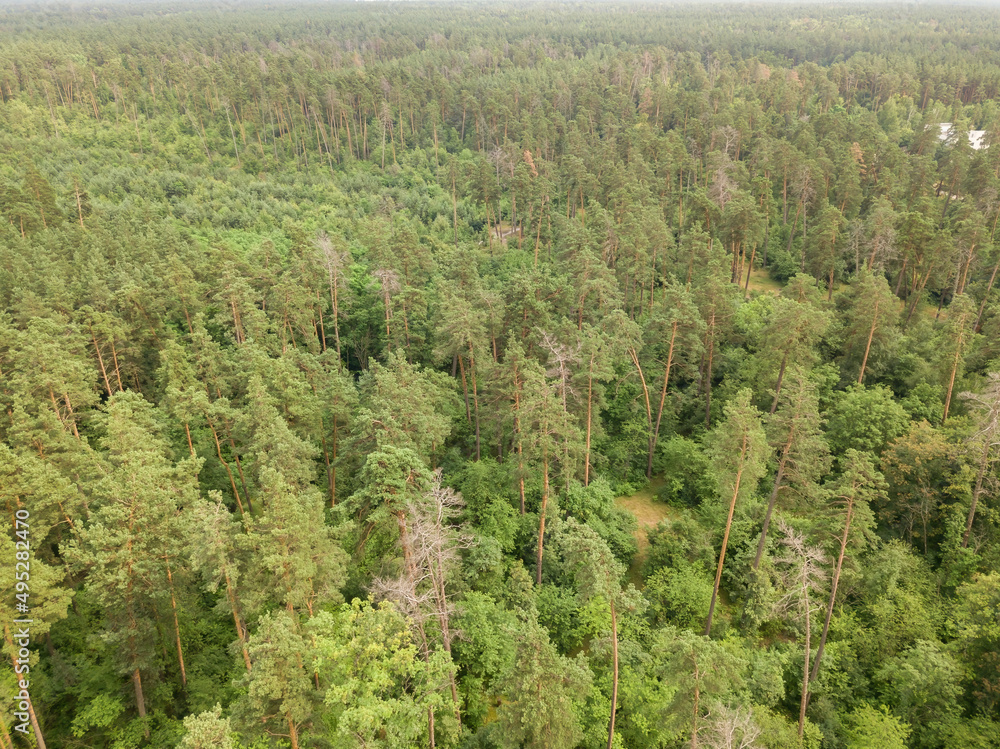 Fototapeta premium Green coniferous forest in summer. Aerial drone view.