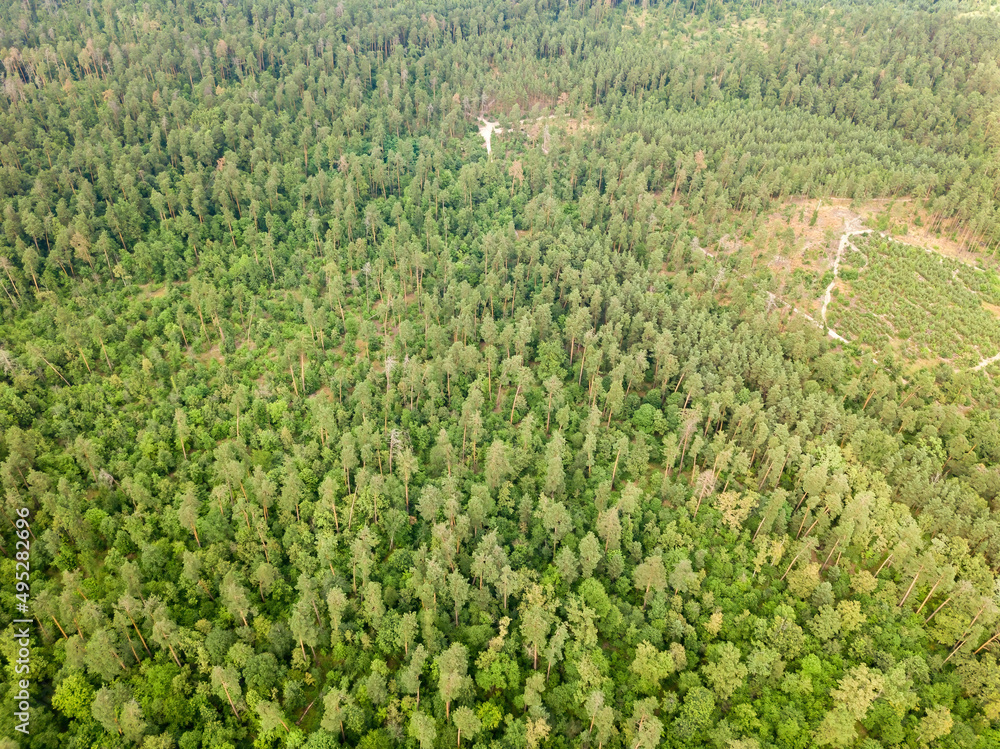 Green coniferous forest in summer. Aerial drone view. Green coniferous forest in summer. Aerial drone view.