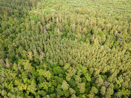 Green coniferous forest in summer. Aerial drone view. © Sergey