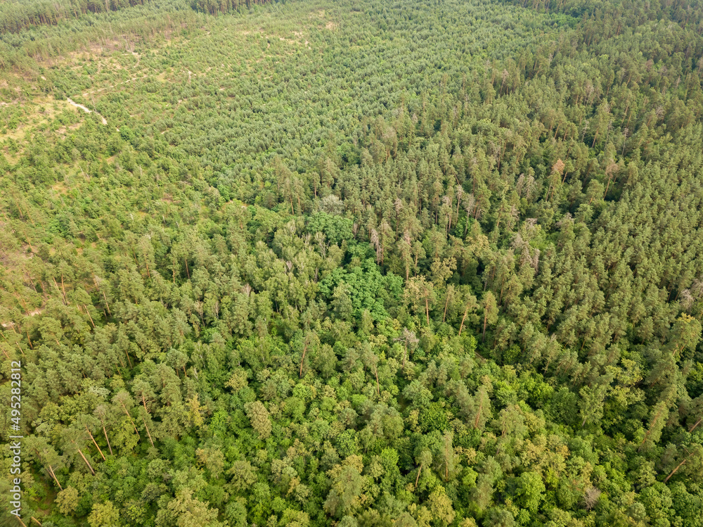 Green coniferous forest in summer. Aerial drone view. Green coniferous forest in summer. Aerial drone view.