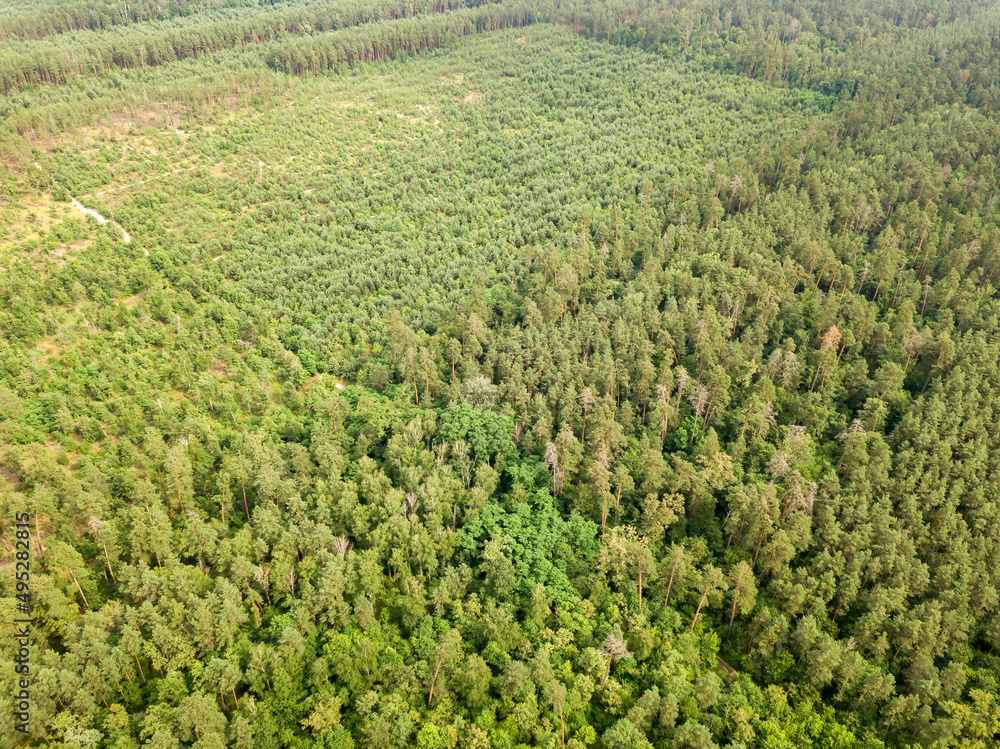 Green coniferous forest in summer. Aerial drone view.