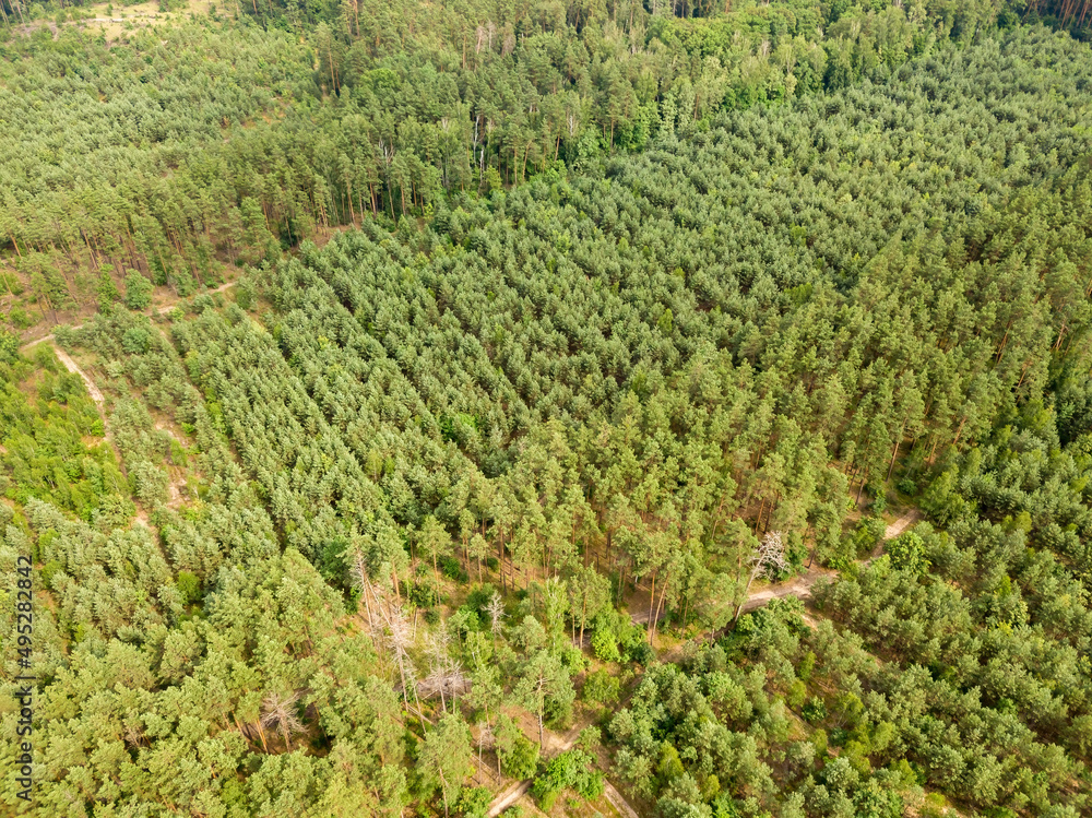 Green coniferous forest in summer. Aerial drone view. Green coniferous forest in summer. Aerial drone view.