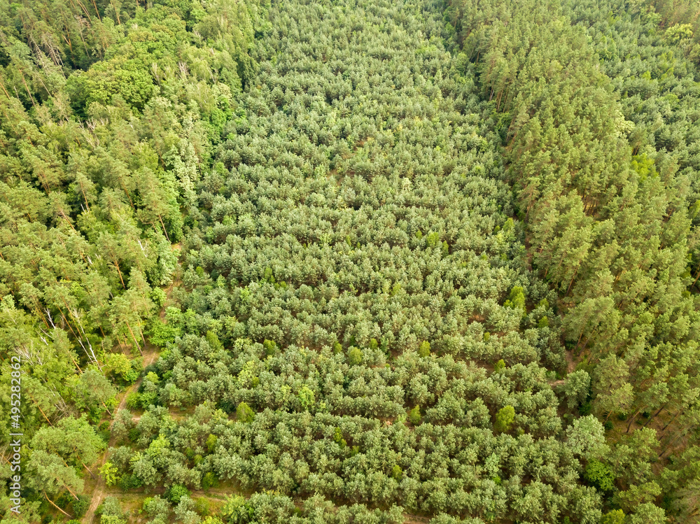 Green coniferous forest in summer. Aerial drone view. Green coniferous forest in summer. Aerial drone view.