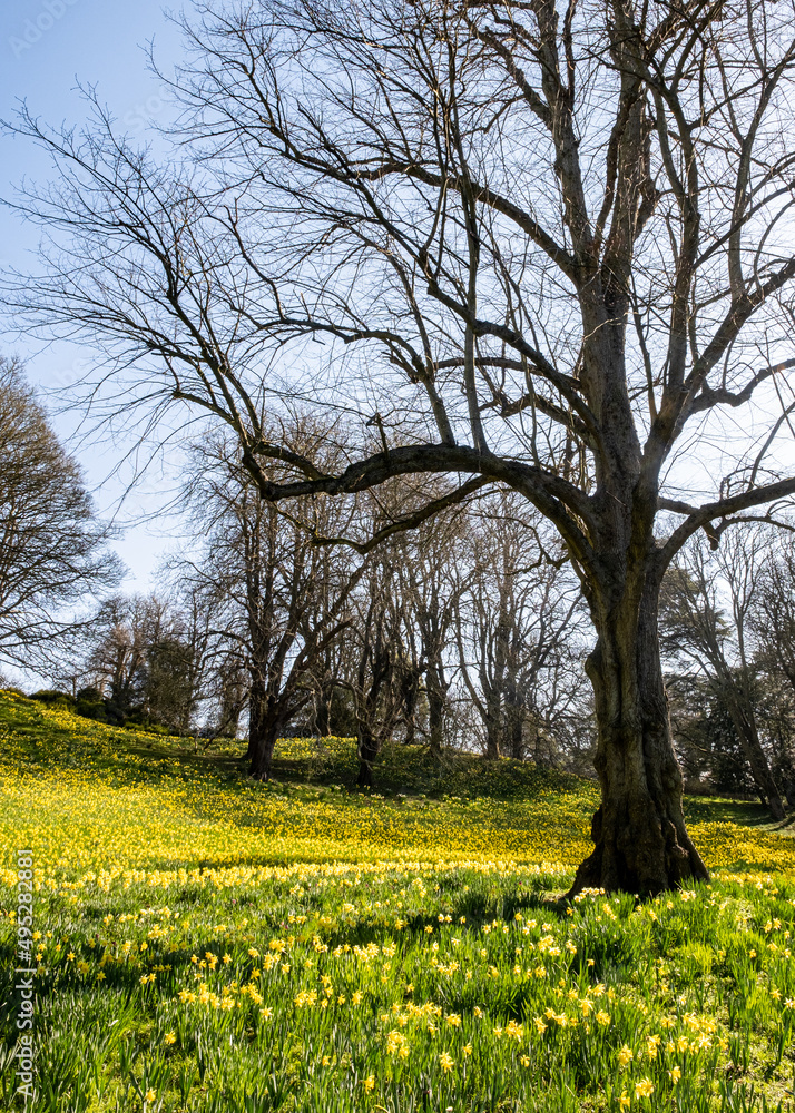 A Sea Of Daffodils In Full Bloom In 'Daffodil Valley' At Waddesdon Manor In Buckinghamshire