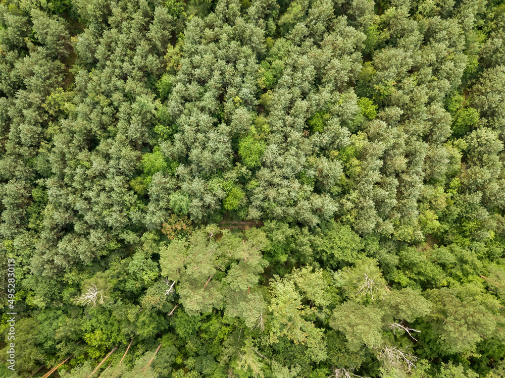 Green coniferous forest in summer. Aerial drone view. Green coniferous forest in summer. Aerial drone view.