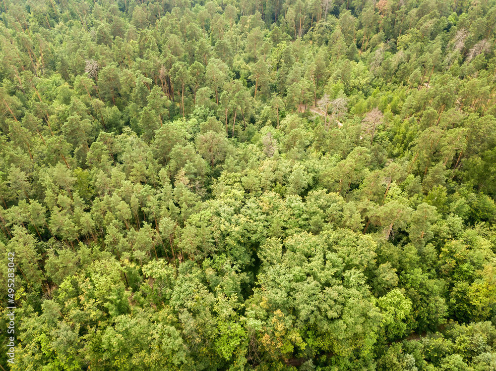 Green coniferous forest in summer. Aerial drone view. Green coniferous forest in summer. Aerial drone view.