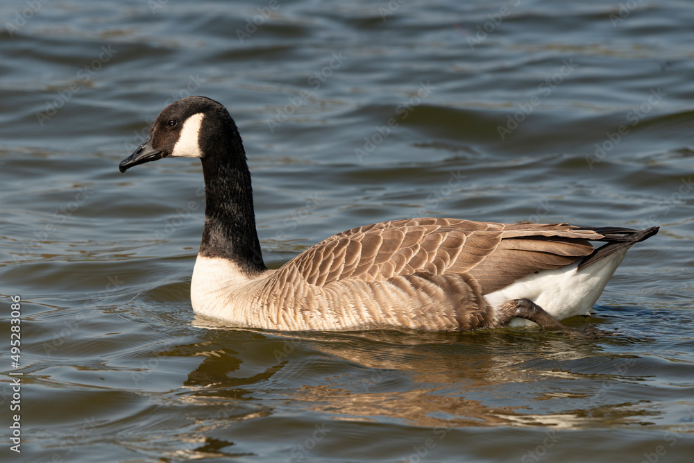 Bernache du Canada,.Branta canadensis, Canada Goose Bernache du Canada,.Branta canadensis, Canada Goose