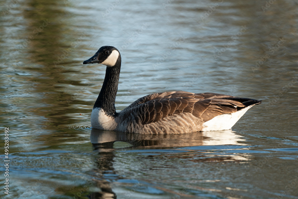 Bernache du Canada,.Branta canadensis, Canada Goose Bernache du Canada,.Branta canadensis, Canada Goose