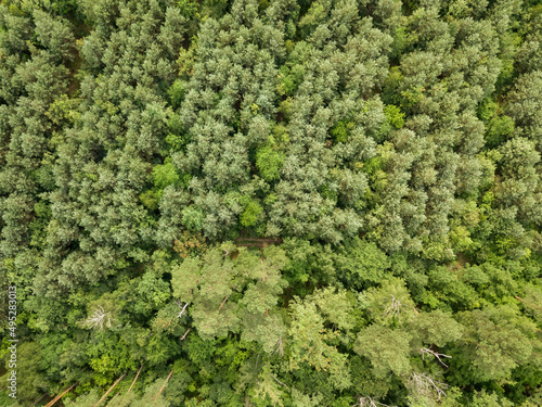 Green coniferous forest in summer. Aerial drone view.