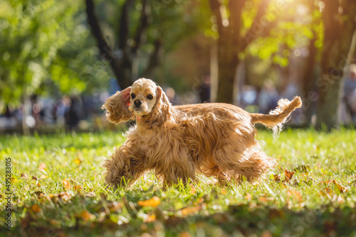 Foto Portrait of cute american cocker spaniel dog at the park.