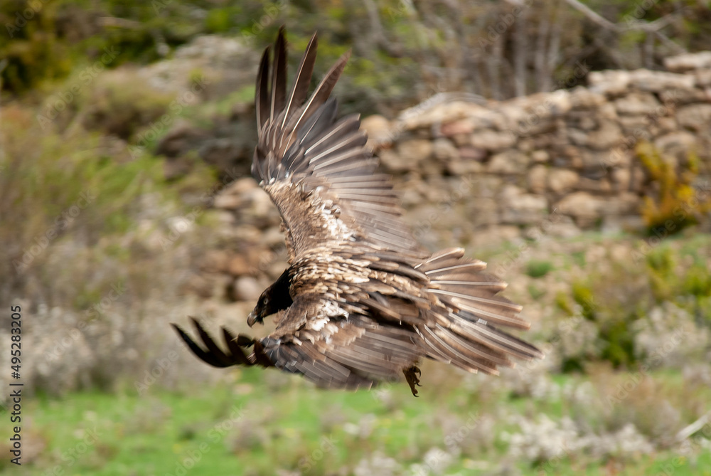 Fototapeta premium Gypaète barbu, .Gypaetus barbatus, Bearded Vulture