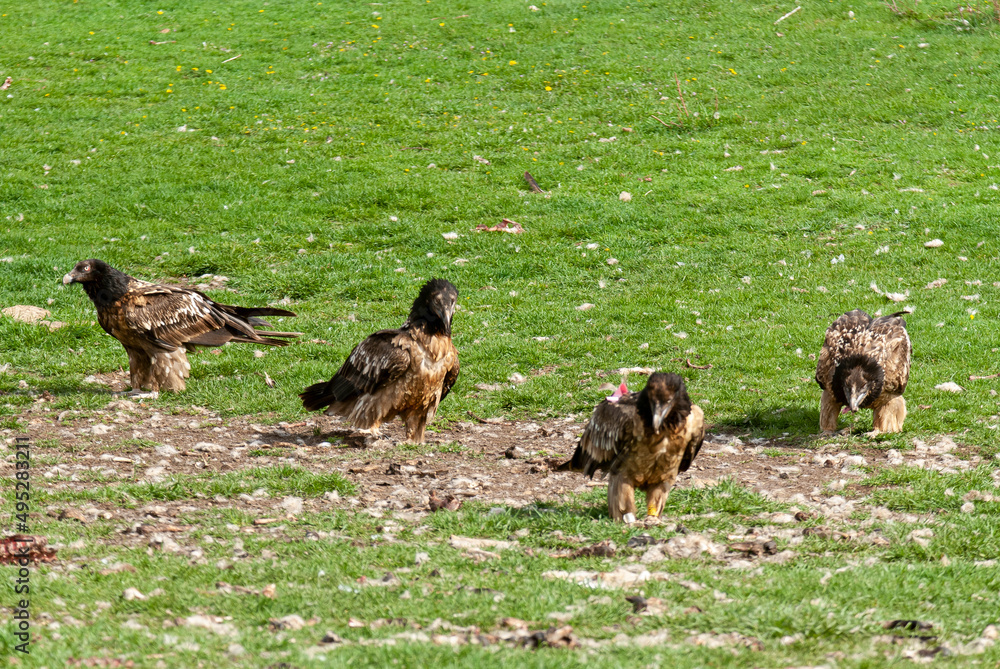Gypaète barbu, .Gypaetus barbatus, Bearded Vulture Gypaète barbu, .Gypaetus barbatus, Bearded Vulture