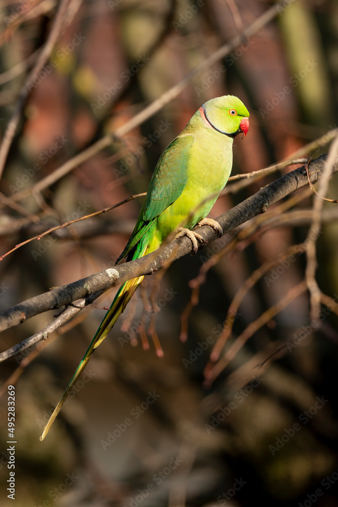 Perruche à collier,.Psittacula krameri, Rose ringed Parakeet Perruche à collier,.Psittacula krameri, Rose ringed Parakeet