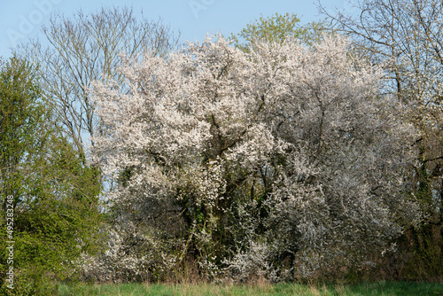 Merisier,  fleurs, printemps, Prunus avium photo