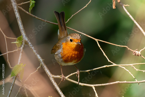 Rougegorge familier,.Erithacus rubecula, European Robin photo