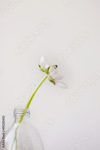 Single ranunculus flower buttercup in a glass bottle shape vase on a minimal white wall background with copy space. Floral composition. Botany wallpaper or greeting card.