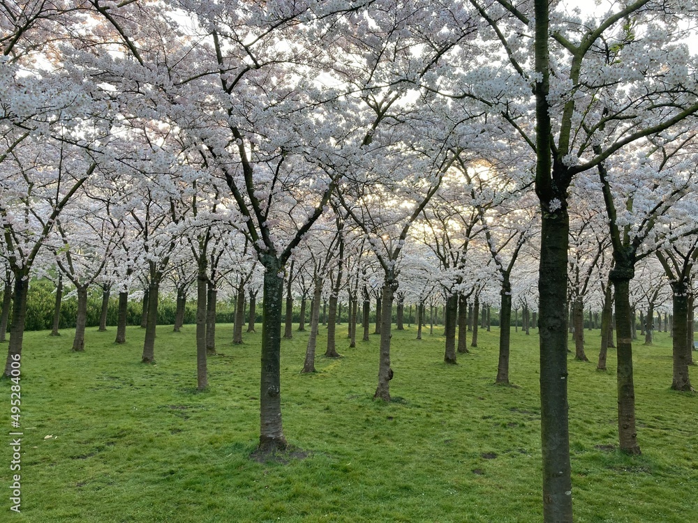 Japanese blossom cherry trees