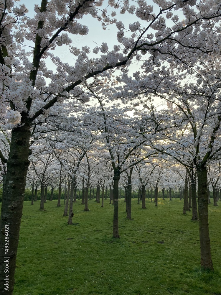 Fototapeta premium Japanese blossom cherry trees