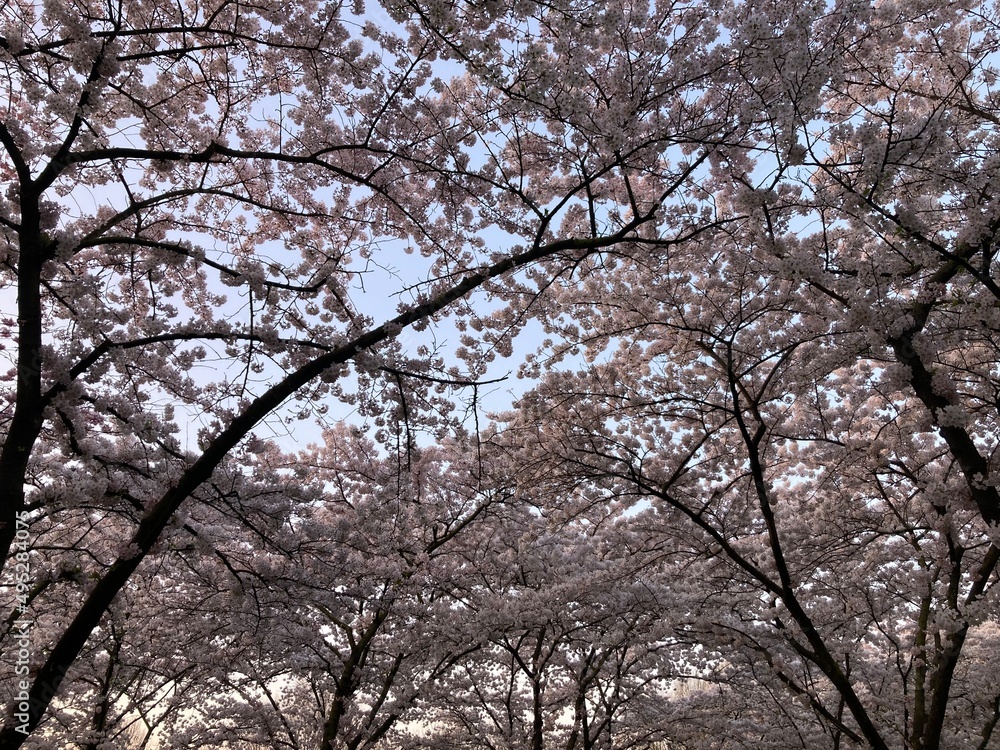 Japanese blossom cherry trees