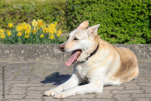 Dog with a pink nose lying and yawning  German shepherds husky mix .