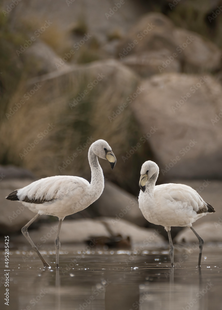 Fototapeta premium Pale beauties