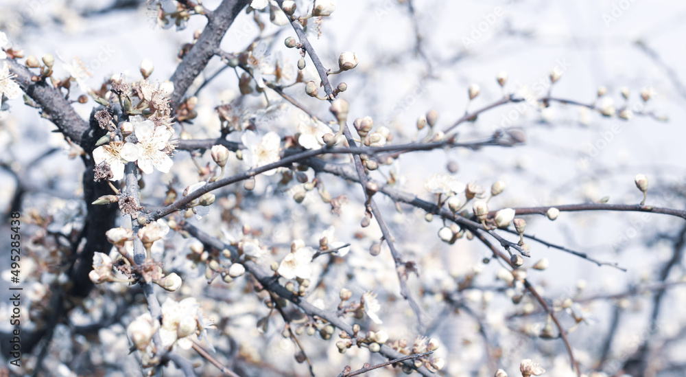 Branches of small white blooming tree, spring