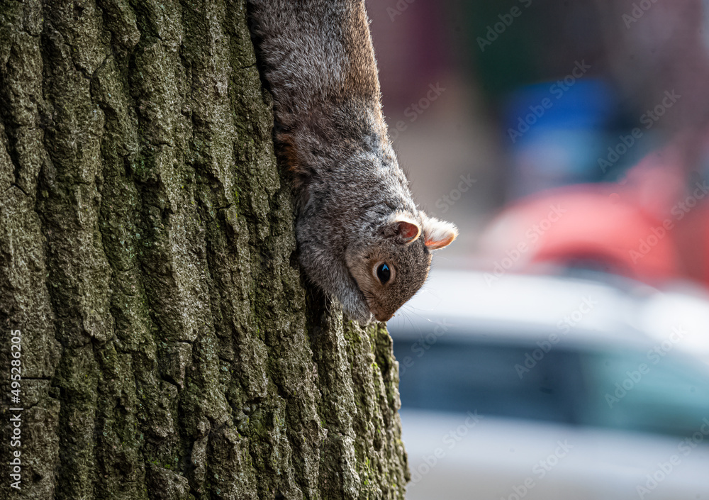Obraz premium squirrel hanging down tree NYC 