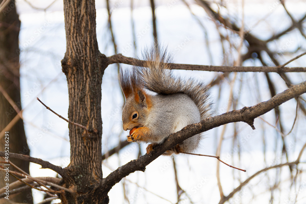 squirrel on a tree.Grey squirrel on a tiny branch with a hazelnut on the blue sky as background. fluffy wild animal are smelling and eating nut. copy space. squirrel on a tree.Grey squirrel on a tiny branch with a hazelnut on the blue sky as background. fluffy wild animal are smelling and eating nut. copy space.
