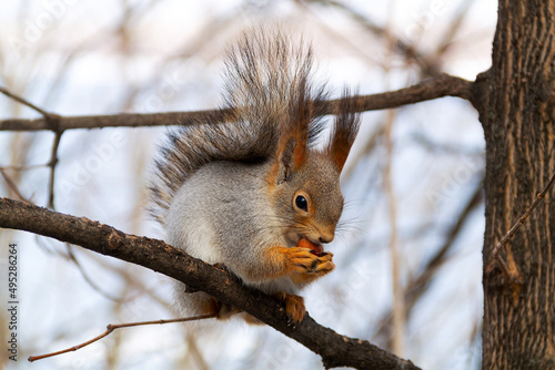 close-up Grey squirrel on a tiny branch with a hazelnut on the blue sky as background. fluffy wild animal are smelling and eating nut. copy space. © Yashina
