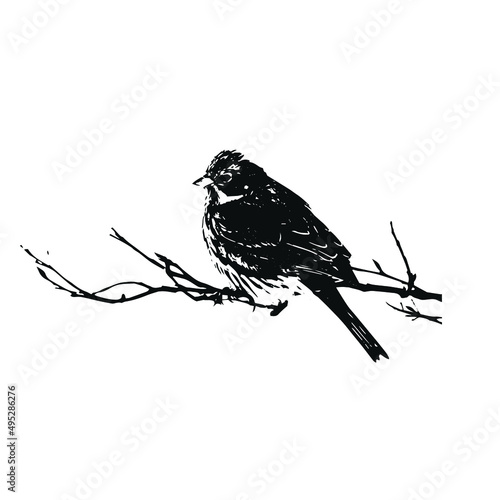 Valokuva A Yellowhammer sitting on a branch vector silhouette on white background