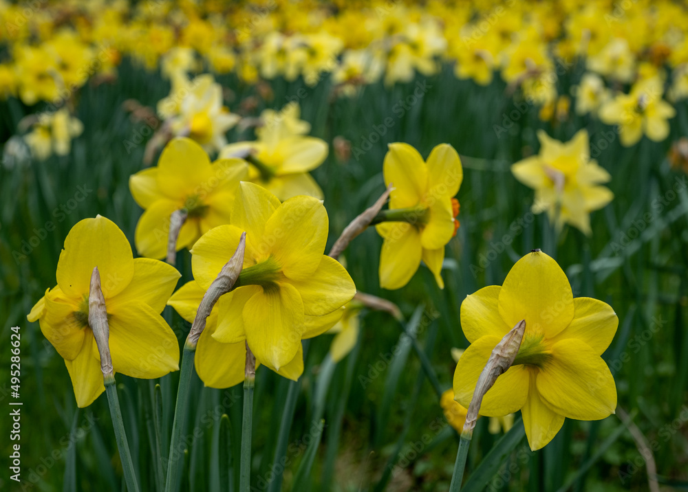 Obraz premium Daffodils In Full Bloom In 'Daffodil Valley' At Waddesdon Manor In Buckinghamshire
