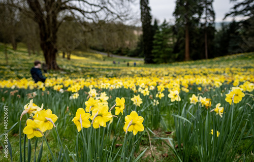 Fototapeta Naklejka Na Ścianę i Meble -  Daffodils In Full Bloom In 'Daffodil Valley' At Waddesdon Manor In Buckinghamshire